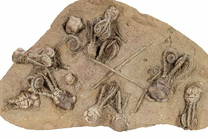 Plate of Eleven Alien-Looking Jimbacrinus Crinoids - Australia #262405